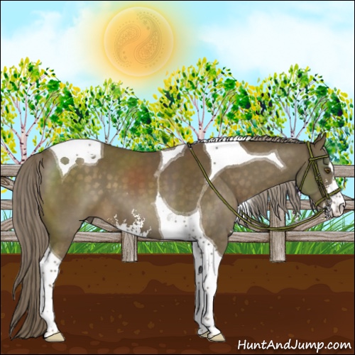 Horse Color:Chocolate Palomino Sabino Tobiano 