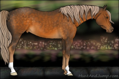 Horse Color:Chocolate Palomino 