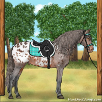 Horse Color:Brown Appaloosa