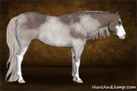 Horse Color:Silver Blue Roan Sabino 