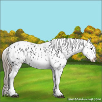 Horse Color:White Spotted Black Splash Tobiano Frame Near Leopard 