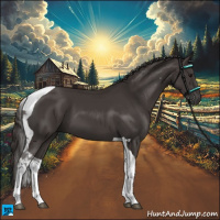 Horse Color:Smoky Black Tobiano 