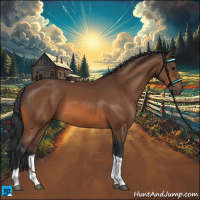 Horse Color:Bay Tobiano 