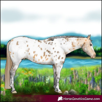 Horse Color:White Spotted Buckskin Near Leopard 