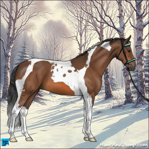 Horse Color:Bay Tobiano 