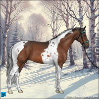 Horse Color:Brown Tobiano 