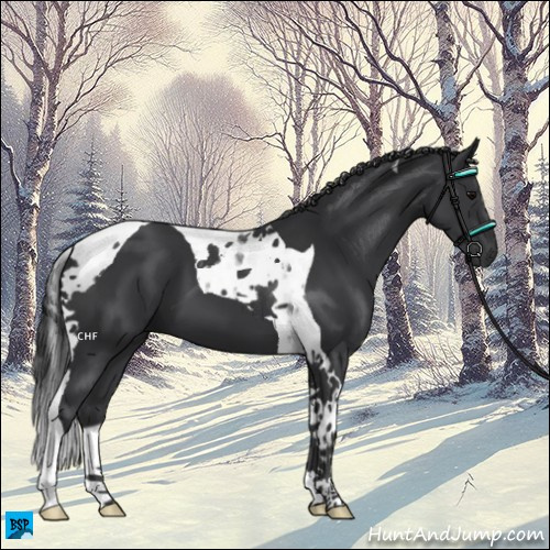 Horse Color:Black Tobiano 