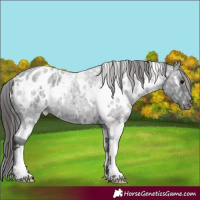 Horse Color:White Spotted Blue Ice Roan Appaloosa 