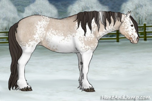 Horse Color:White Spotted Liver Red Dun Roan Rabicano 