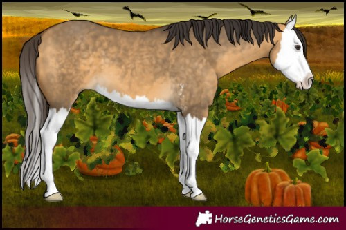 Horse Color:Buckskin Dun Sabino Splash 