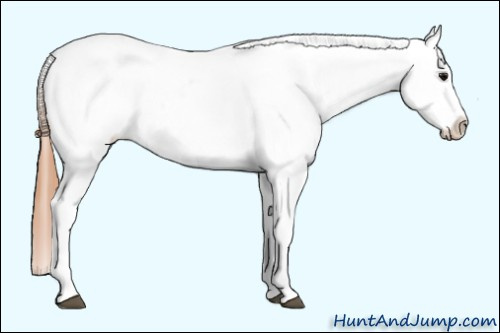 Horse Color:Buckskin Appaloosa 