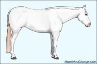 Horse Color:Buckskin Appaloosa 