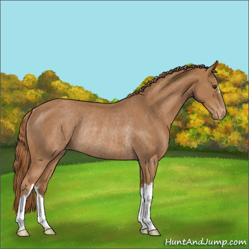 Horse Color:Chestnut Appaloosa Rabicano 