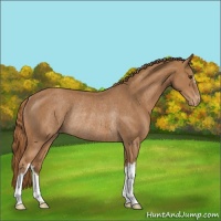 Horse Color:Chestnut Appaloosa Rabicano