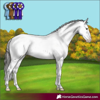 Horse Color:Liver Red Dun Splash Varnish Rabicano 