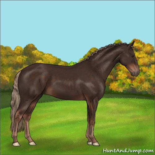 Horse Color:Liver Chestnut 