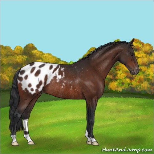 Horse Color:Brown Appaloosa Rabicano 
