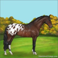 Horse Color:Brown Appaloosa Rabicano 