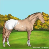 Horse Color:Gold Champagne Appaloosa Rabicano 
