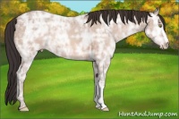 Horse Color:Sable Champagne Ice 