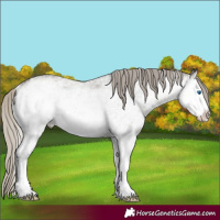 Horse Color:White Spotted Silver Smoky Grullo Splash Rabicano 