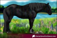 Horse Color:Midnight Black  and Midnight Black 