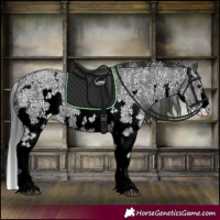 Horse Color:Black Sabino