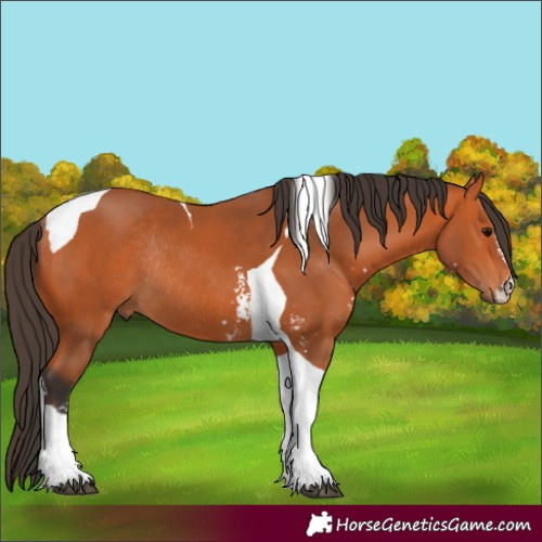 Horse Color:Bay Sabino Tobiano Rabicano 