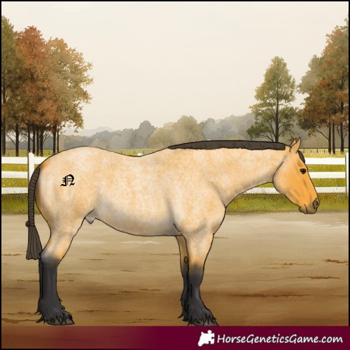 Horse Color:Buckskin Roan 