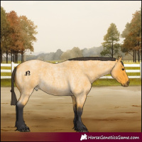 Horse Color:Buckskin Roan 
