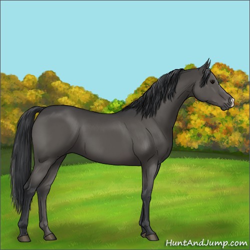 Horse Color:Black 