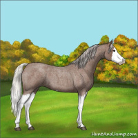 Horse Color:Silver Blue Roan Splash 