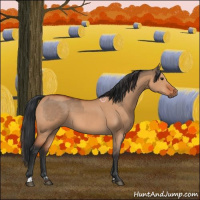 Horse Color:Bay Dun  and Bay Dun 