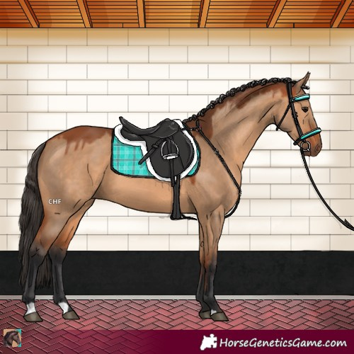 Horse Color:Bay Dun 