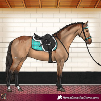 Horse Color:Bay Dun 