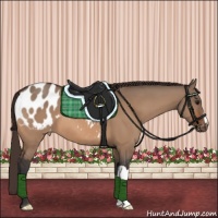 Horse Color:Bay Dun Appaloosa 