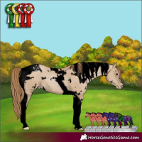 Horse Color:Void White Spotted Grullo Pearl Tobiano 