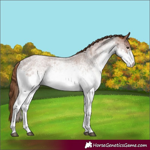 Horse Color:White Spotted Red Roan 