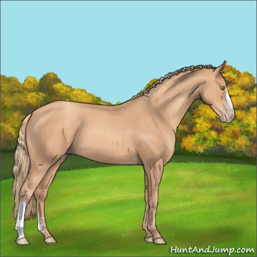 Horse Color:Gold Champagne