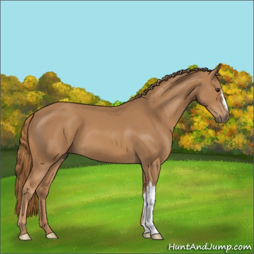 Horse Color:Chestnut 