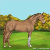 Horse Color:Chestnut 