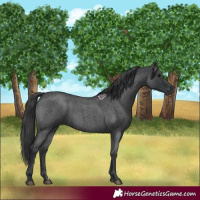 Horse Color:Blue Roan 