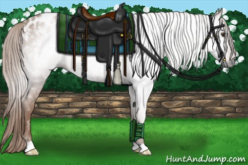 Horse Color:Gray Chestnut Appaloosa 