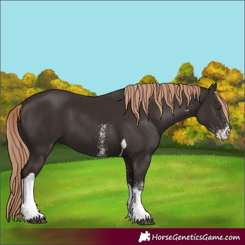Horse Color:White Spotted Liver Chestnut Tobiano