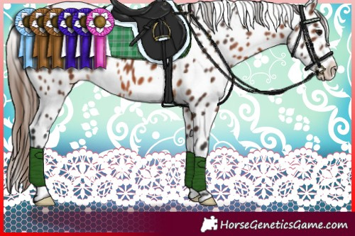Horse Color:Brown Appaloosa 