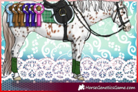 Horse Color:Brown Appaloosa