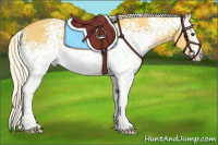 Horse Color:White Spotted Palomino Tobiano