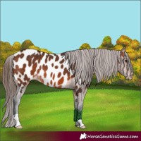 Horse Color:Bay Appaloosa
