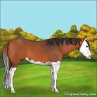 Horse Color:Bay Splash 