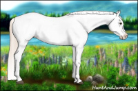 Horse Color:Chestnut Appaloosa